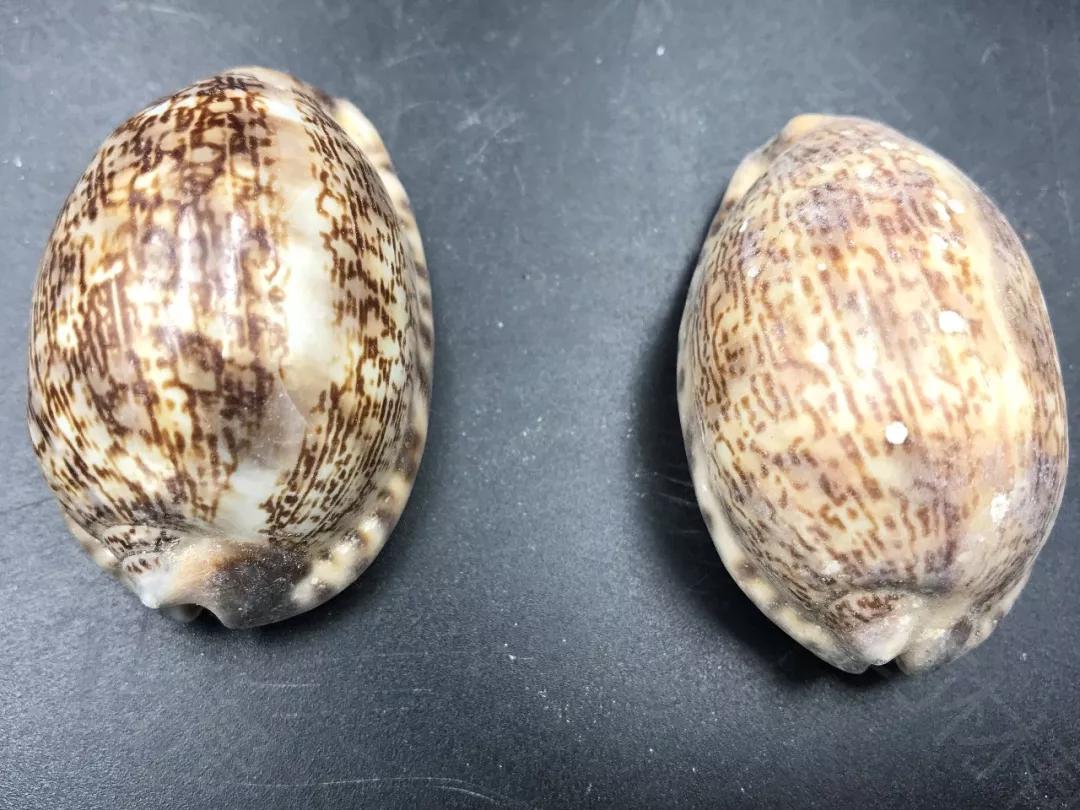 开云娱乐平台 -涓綋鎴疯惀涓氭墽鐓勾妫